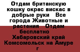 Отдам британскую кошку окрас вискас в добрые руки - Все города Животные и растения » Отдам бесплатно   . Хабаровский край,Комсомольск-на-Амуре г.